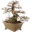 Ulmus parvifolia Nire, 21 cm, ± 30 years old, in a handmade Japanese pot by Eime Yozan