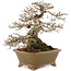 Ulmus parvifolia Nire, 21 cm, ± 30 years old, in a handmade Japanese pot by Eime Yozan