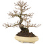 Ulmus parvifolia Nire, 19,5 cm, ± 15 years old