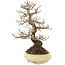 Ulmus parvifolia Nire, 19,5 cm, ± 15 years old