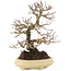 Ulmus parvifolia Nire, 19,5 cm, ± 15 years old