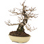 Ulmus parvifolia Nire, 20 cm, ± 15 years old