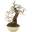 Ulmus parvifolia Nire, 20 cm, ± 15 years old