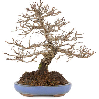 Filo di rame 1000gr. Ø 0,5 mm - Bonsai Plaza