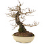 Ulmus parvifolia Nire, 20 cm, ± 15 years old