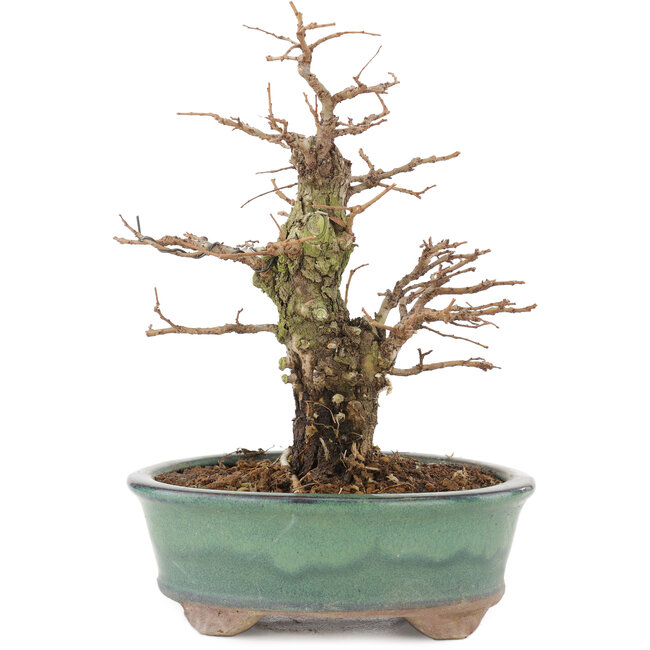 Ulmus parvifolia Nire, 19,5 cm, ± 15 Jahre alt