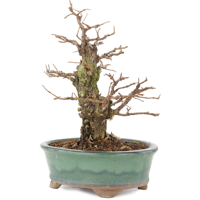 Ulmus parvifolia Nire, 19,5 cm, ± 15 ans