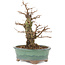 Ulmus parvifolia Nire, 19,5 cm, ± 15 years old