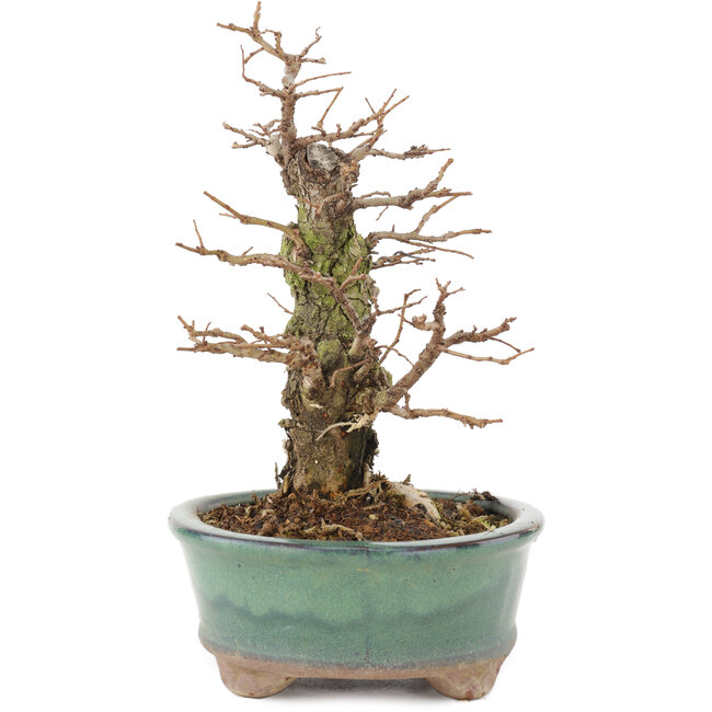 Ulmus parvifolia Nire, 19,5 cm, ± 15 ans