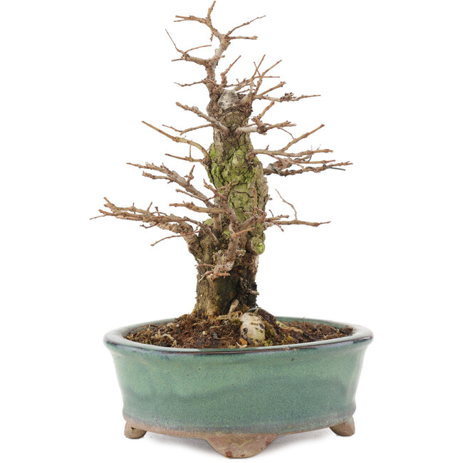 Ulmus parvifolia Nire, 19,5 cm, ± 15 Jahre alt