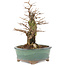 Ulmus parvifolia Nire, 19,5 cm, ± 15 years old