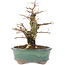 Ulmus parvifolia Nire, 19,5 cm, ± 15 years old