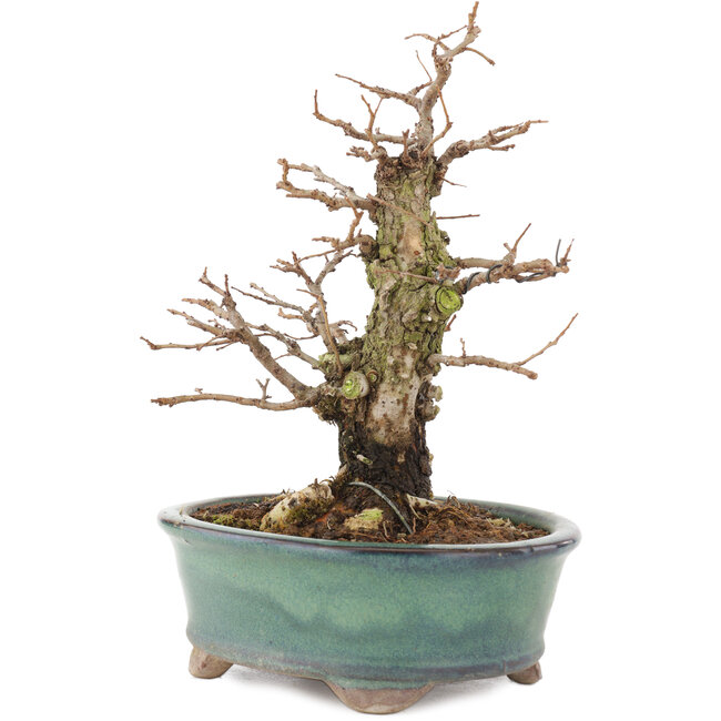 Ulmus parvifolia Nire, 19,5 cm, ± 15 Jahre alt