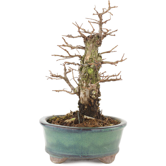 Ulmus parvifolia Nire, 19,5 cm, ± 15 ans