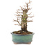 Ulmus parvifolia Nire, 19,5 cm, ± 15 years old