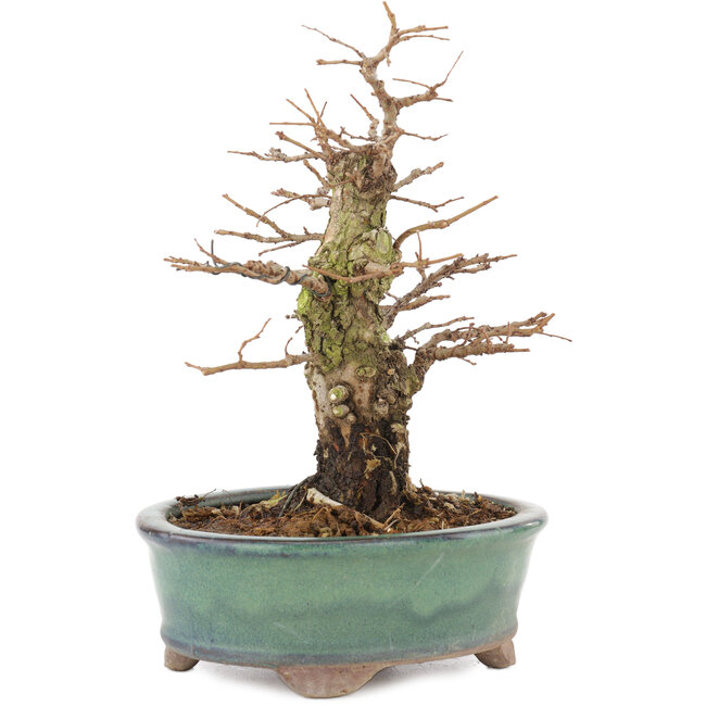 Ulmus parvifolia Nire, 19,5 cm, ± 15 Jahre alt