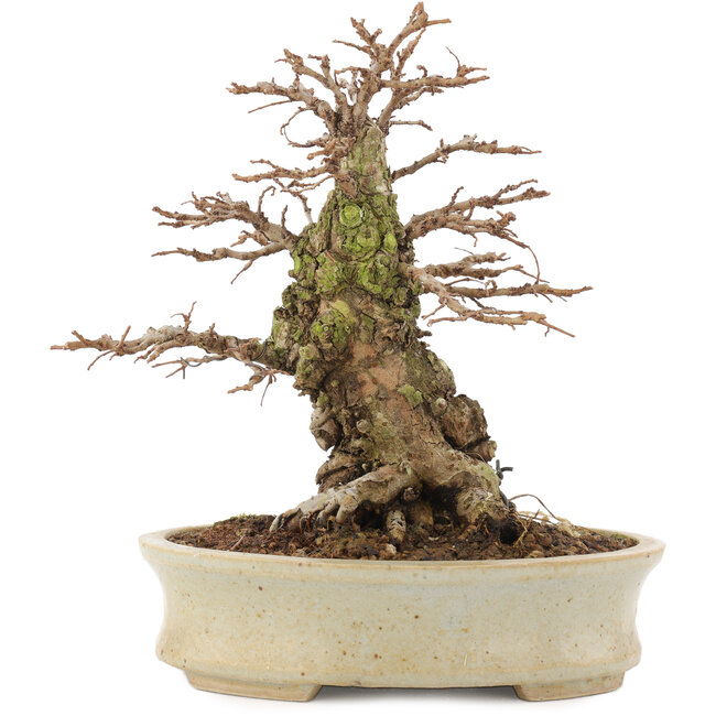 Ulmus parvifolia Nire, 18 cm, ± 15 jaar oud, in een handgemaakte Japanse pot met kleine chipjes