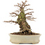 Ulmus parvifolia Nire, 18 cm, ± 15 years old, in a handmade Japanese pot with small chips