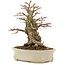 Ulmus parvifolia Nire, 18 cm, ± 15 years old, in a handmade Japanese pot with small chips