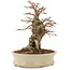 Ulmus parvifolia Nire, 18 cm, ± 15 years old, in a handmade Japanese pot with small chips