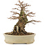 Ulmus parvifolia Nire, 18 cm, ± 15 years old, in a handmade Japanese pot with small chips