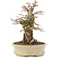 Ulmus parvifolia Nire, 18 cm, ± 15 years old, in a handmade Japanese pot with small chips