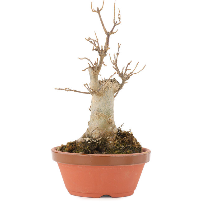 Acer buergerianum, 18,5 cm, ± 8 ans