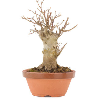 Acer buergerianum, 17,5 cm, ± 8 anni