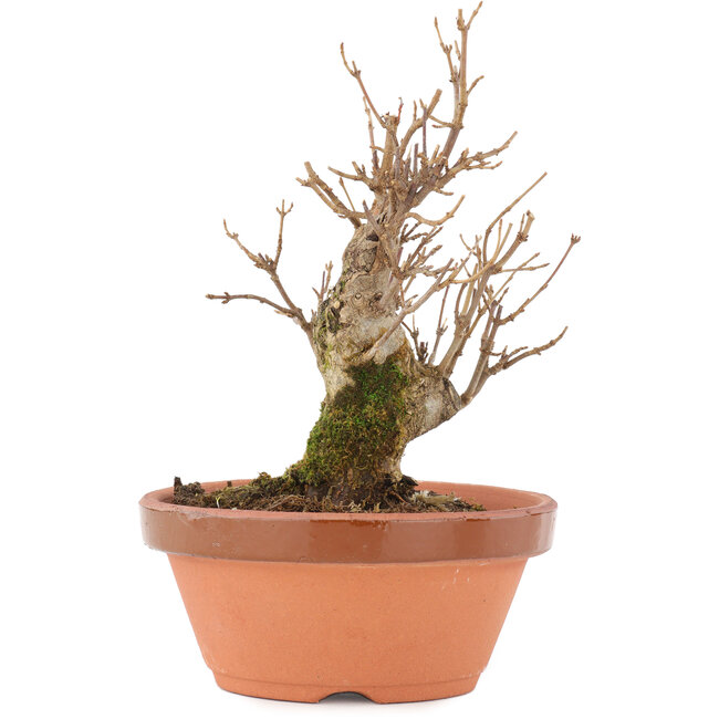 Acer buergerianum, 17 cm, ± 8 ans