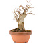 Acer buergerianum, 17,5 cm, ± 8 Jahre alt