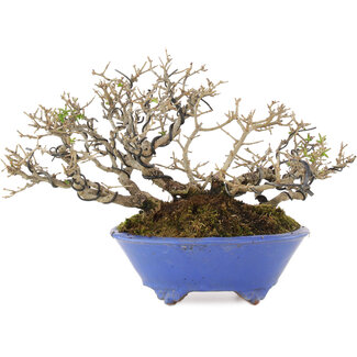 Shuhou Ligustrum, 15,5 cm, ± 20 jaar oud