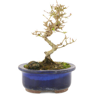 Ligustrum, 14 cm, ± 5 years old