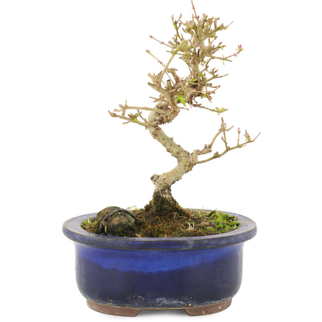 Ligustrum, 14 cm, ± 5 jaar oud