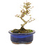Ligustrum, 14 cm, ± 5 years old