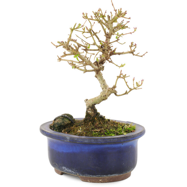 Ligustrum, 14 cm, ± 5 years old