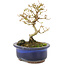 Ligustrum, 14 cm, ± 5 jaar oud