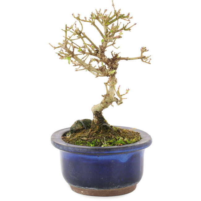 Ligustrum, 14 cm, ± 5 years old