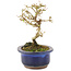Ligustrum, 14 cm, ± 5 Jahre alt