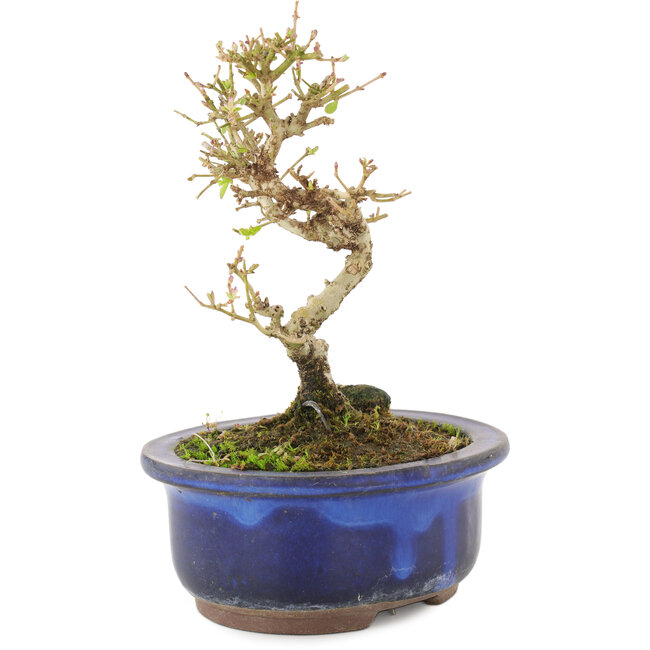 Ligustrum, 14 cm, ± 5 años