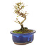 Ligustrum, 14 cm, ± 5 anni