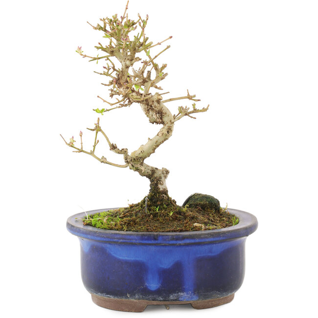 Ligustrum, 14 cm, ± 5 anni