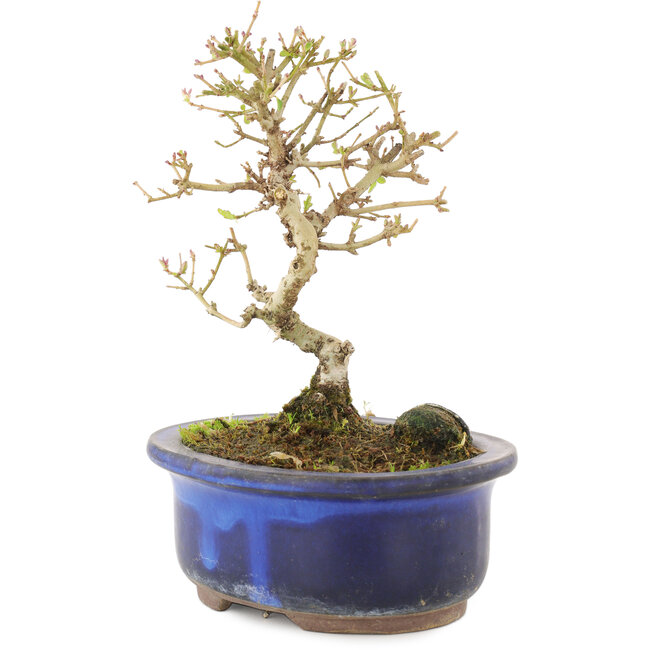 Ligustrum, 14 cm, ± 5 jaar oud