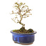 Ligustrum, 14 cm, ± 5 anni