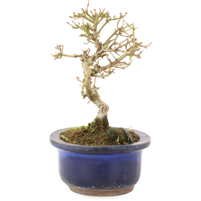 Ligustrum, 14 cm, ± 5 jaar oud