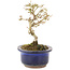 Ligustrum, 14 cm, ± 5 anni