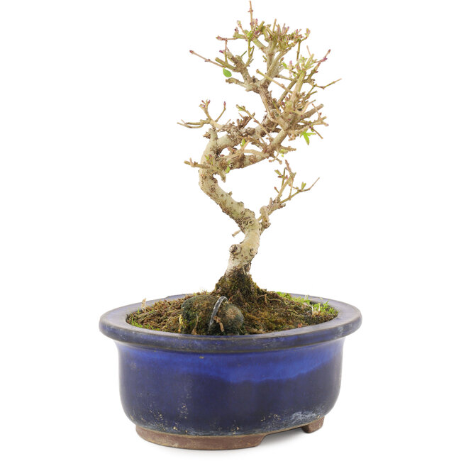 Ligustrum, 14 cm, ± 5 years old