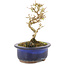 Ligustrum, 14 cm, ± 5 years old