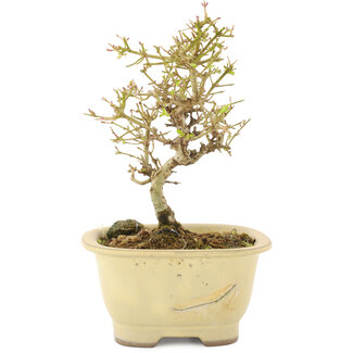 Ligustro, 15,5 cm, ± 5 años