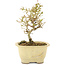 Ligustrum, 15,5 cm, ± 5 jaar oud