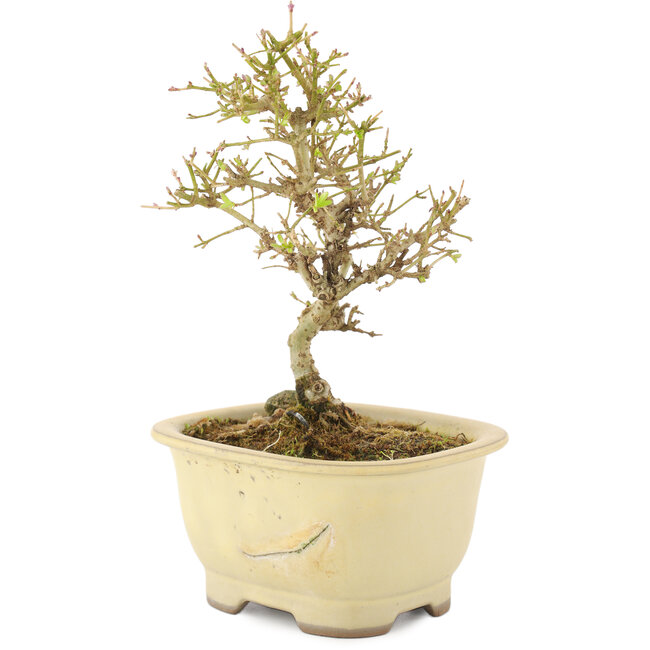 Ligustrum, 15,5 cm, ± 5 jaar oud